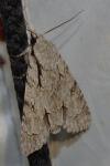 Acronicta psi