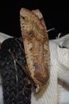 Noctua pronuba