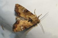 Apamea scolopacina