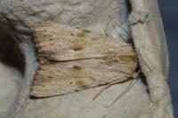 Apamea lithoxylaea