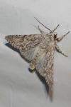 Acronicta aceris