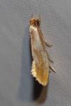 Tinea semifulvella