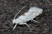 Niphonympha dealbatella