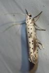 Yponomeuta irrorella