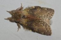 Stauropus fagi