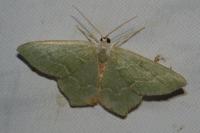 Hemithea aestivaria