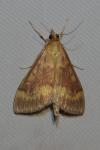 Ostrinia nubilalis/scapulalis