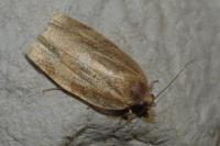 Choristoneura hebenstreitella
