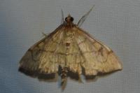 Anania verbascalis