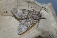 Acronicta megacephala