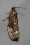 Hedya nubiferana