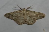 Ectropis crepuscularia