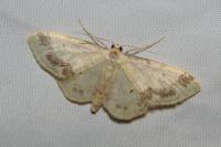 Idaea trigeminata