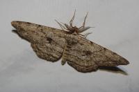 Hypomecis roboraria