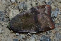 Noctua janthina