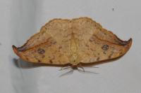 Drepana falcataria