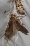 Xestia c-nigrum