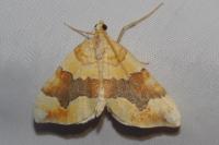 Cidaria fulvata