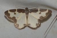 Lomaspilis marginata