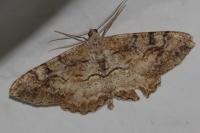 Alcis repandata