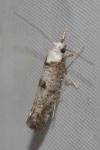 Paraswammerdamia albicapitella