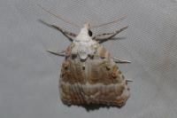 Meganola albula