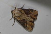 Lateroligia ophiogramma