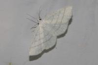 Cabera pusaria