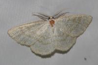Cabera exanthemata