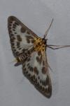 Anania hortulata