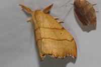Falcaria lacertinaria