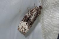 Apotomis turbidana