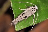 Yponomeuta plumbella