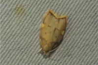 Carcina quercana