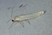 Eilema caniola