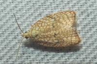 Acleris forsskaleana