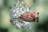 Archips crataegana