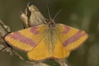 Lythria cruentaria