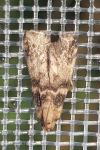 Euzophera pinguis