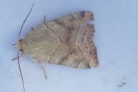 Cosmia trapezina