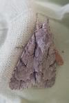 Acronicta psi/tridens