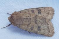 Hoplodrina octogenaria