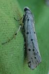 Myelois circumvoluta