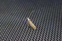 Paraswammerdamia albicapitella