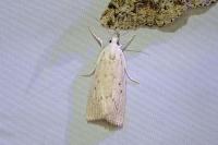 Calamotropha paludella