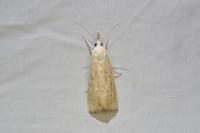 Calamotropha paludella