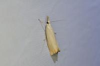 Chrysoteuchia culmella