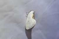 Cilix hispanica