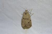 Apaidia mesogona