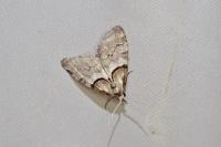 Nola cucullatella